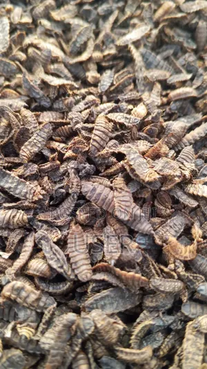 Dried BSF Larvae