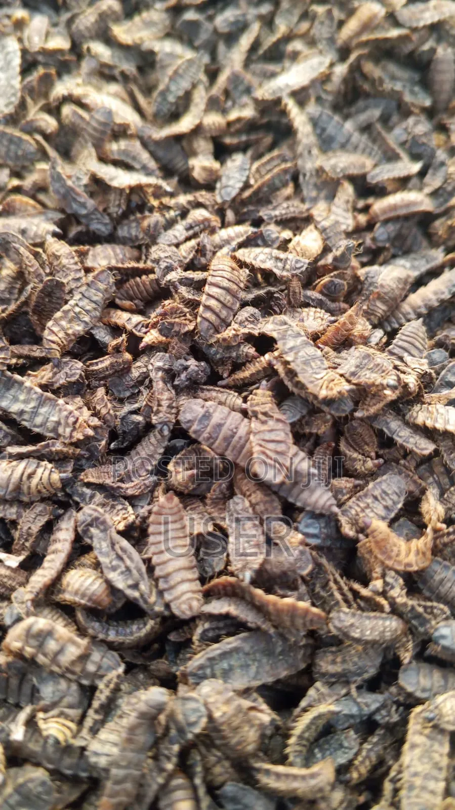 Dried BSF Larvae