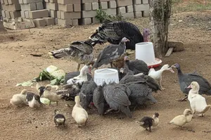Guinea Fowl