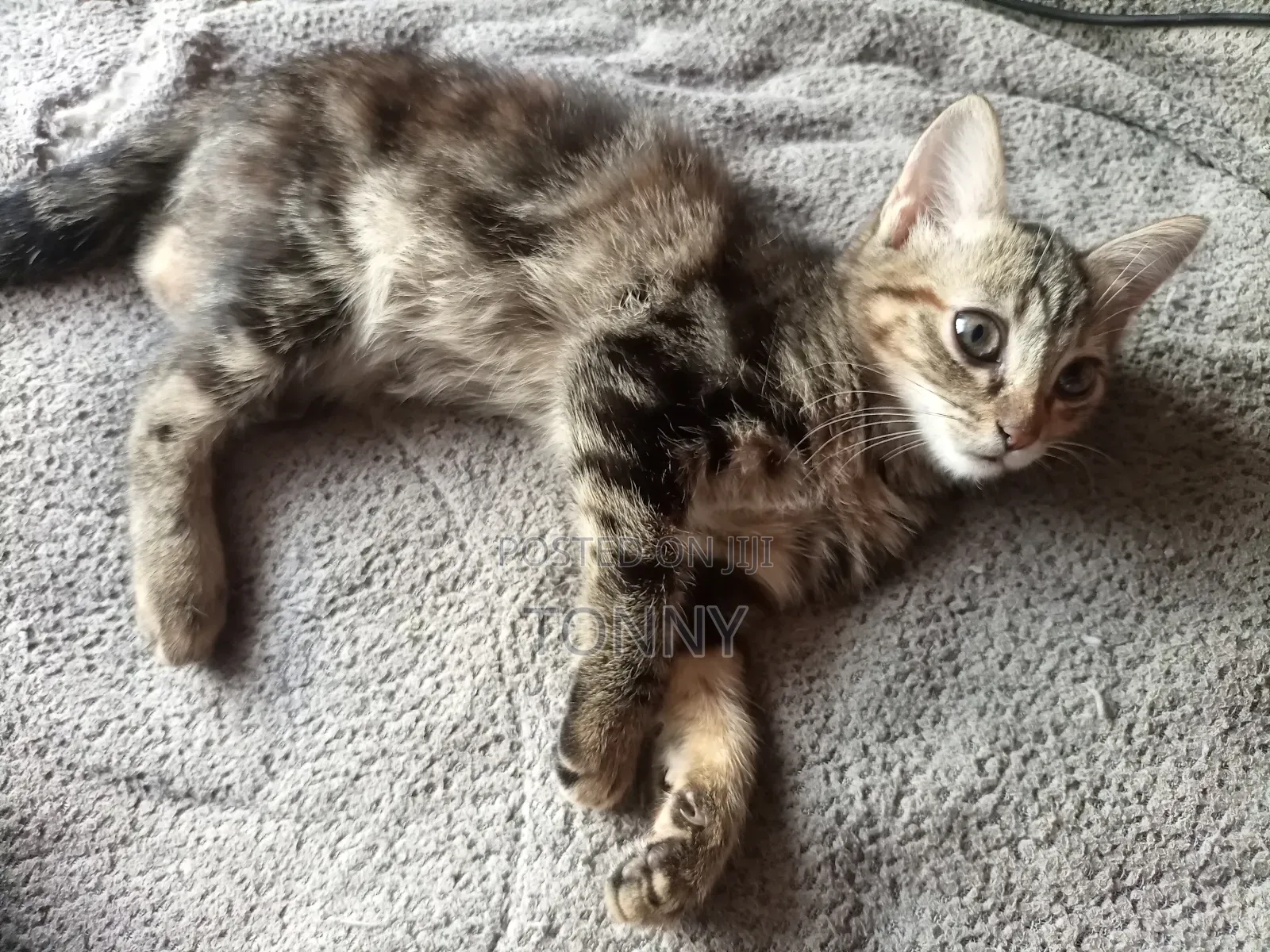 1-3 months Male Mixed Breed Mongrel (No Breed)