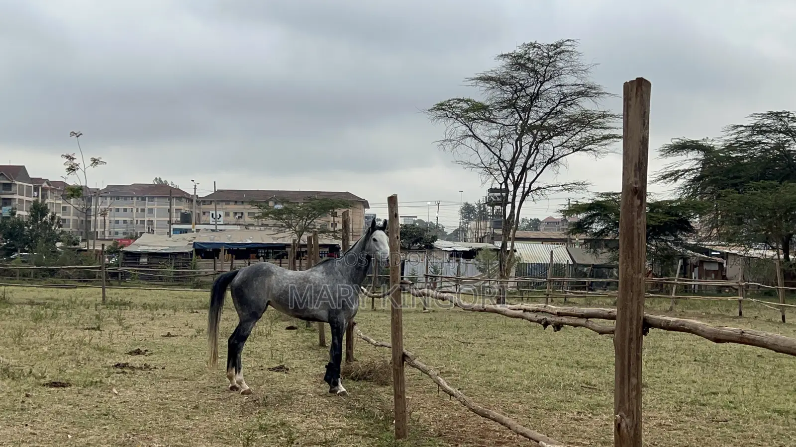 Horse Riding Lessons & Forest Rides in Nairobi