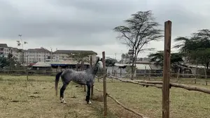 Horse Riding Lessons & Forest Rides in Nairobi