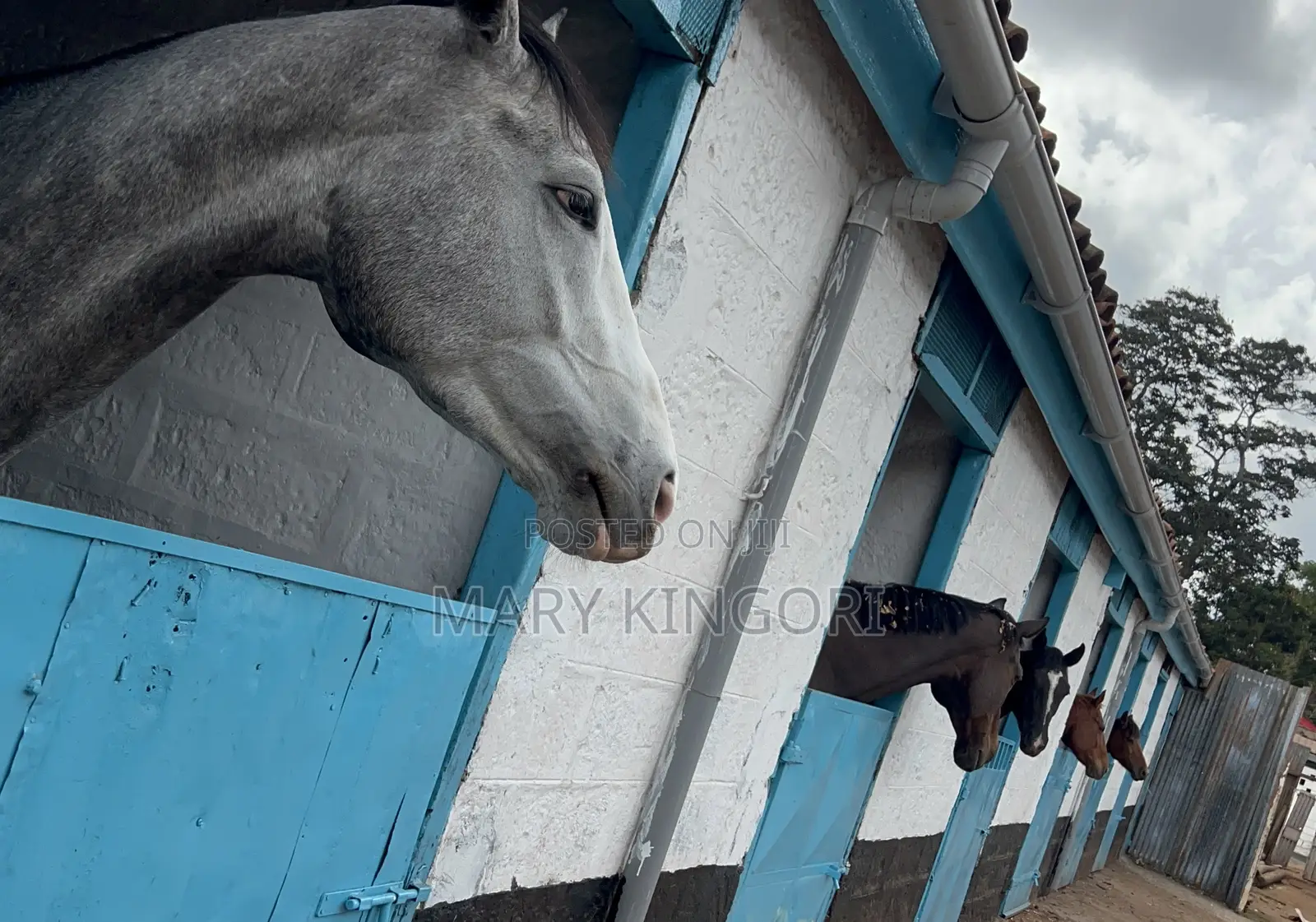 Horse Riding Lessons & Forest Rides in Nairobi
