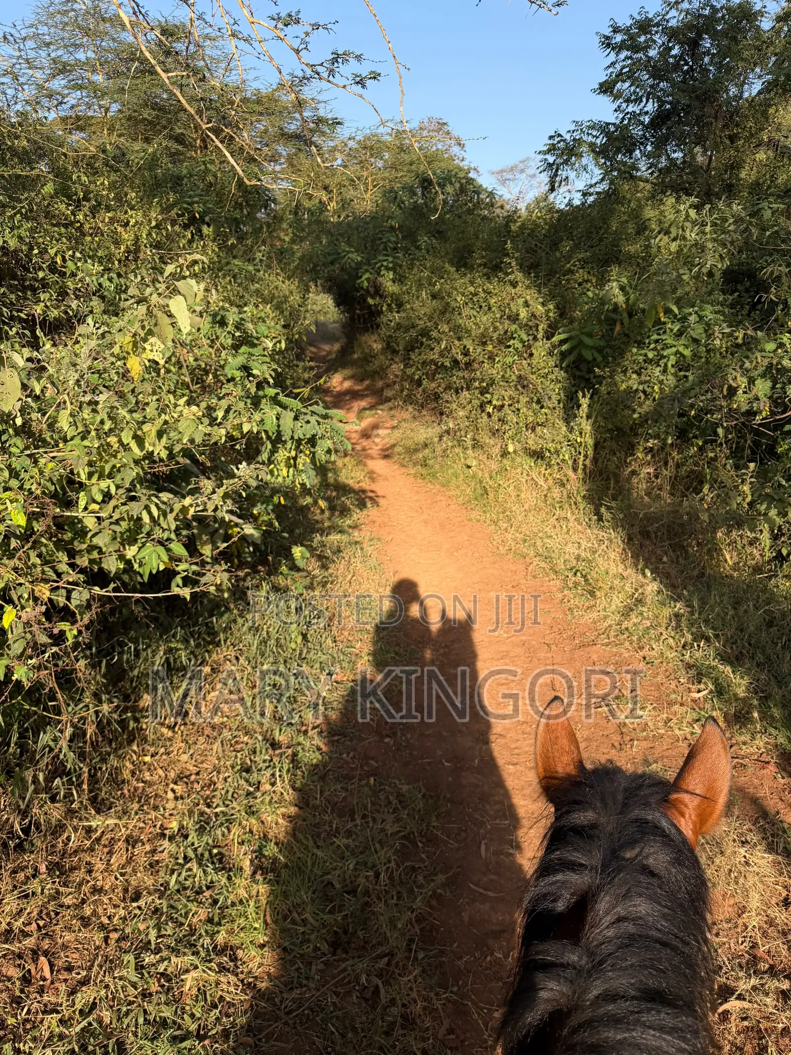 Horse Riding Lessons & Forest Rides in Nairobi