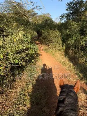 Horse Riding Lessons & Forest Rides in Nairobi