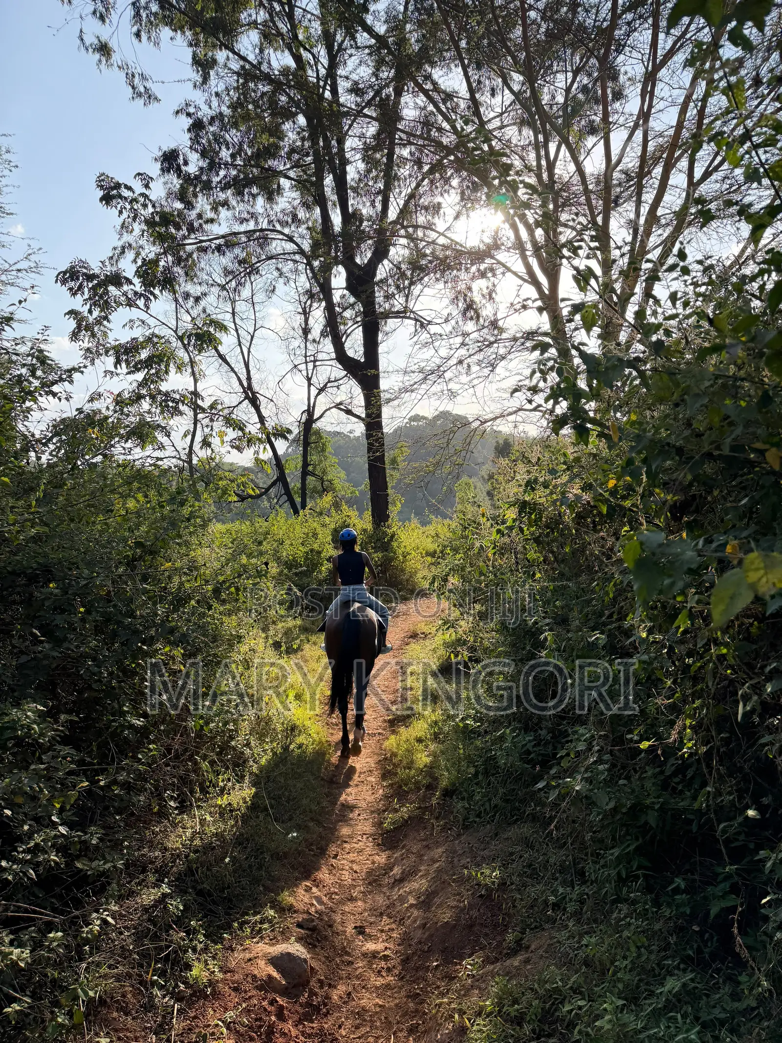 Horse Riding Lessons & Forest Rides in Nairobi