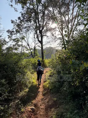Horse Riding Lessons & Forest Rides in Nairobi