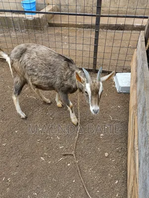 Goat Gottenburg.