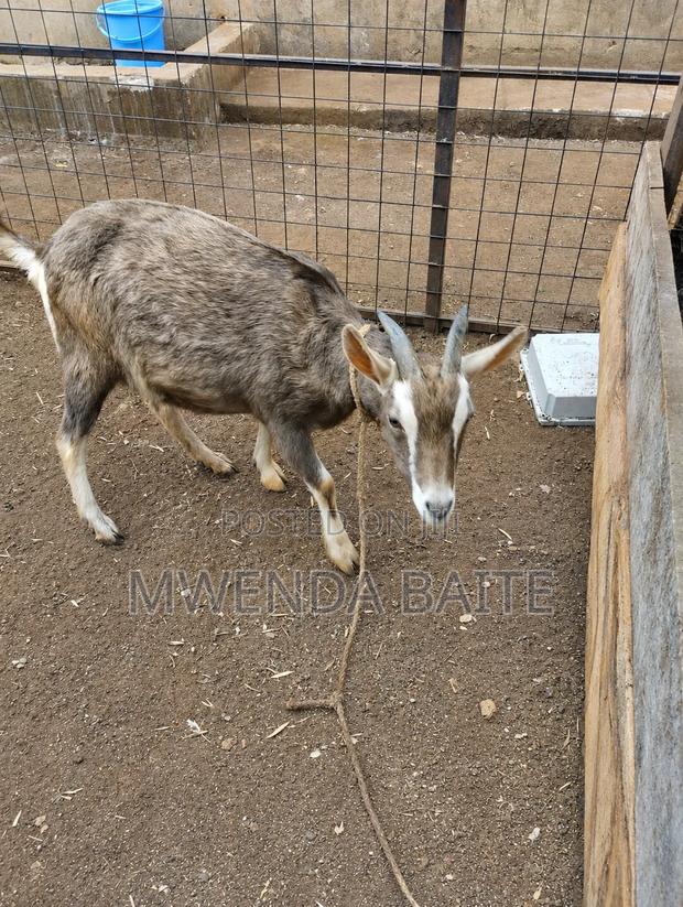 Goat Gottenburg. - main view