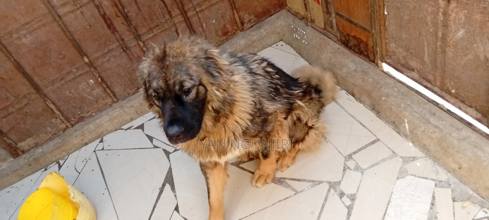 6-12 months Female Purebred German Shepherd