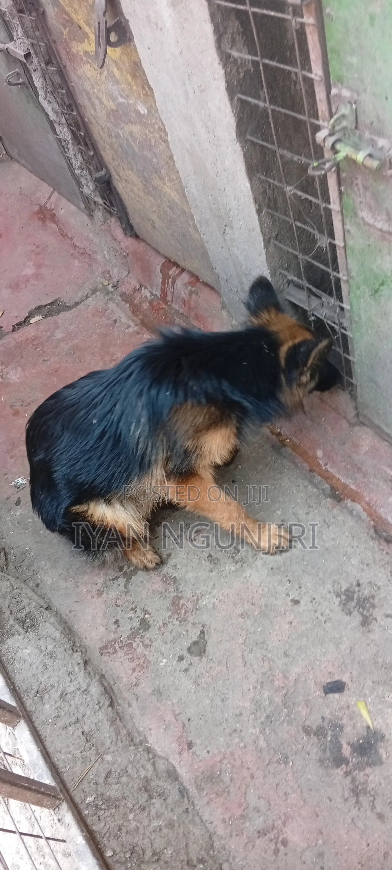 6-12 months Female Purebred German Shepherd