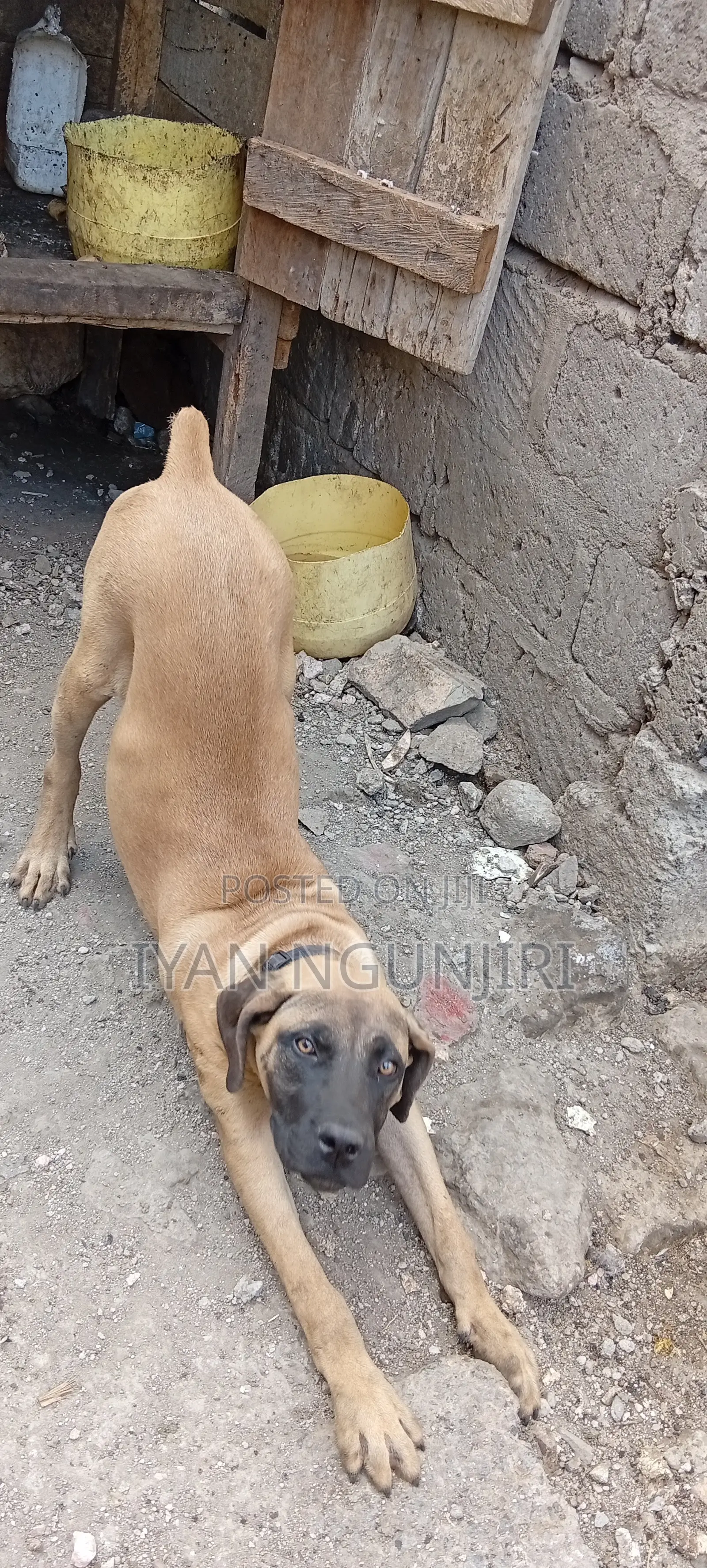 6-12 months Female Purebred German Shepherd