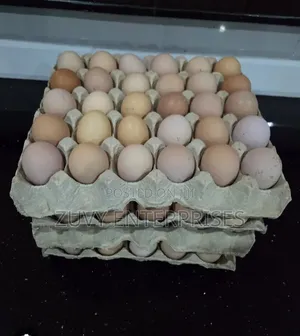 Eggs of Kenbro Kienyeji