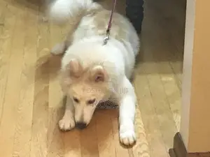 1+ year Female Purebred Siberian Husky