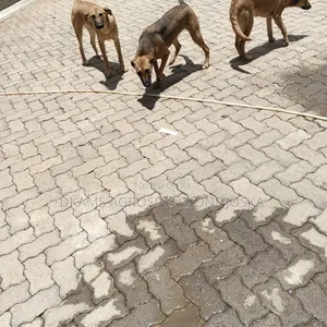 3-6 months Male Mixed Breed Mutt