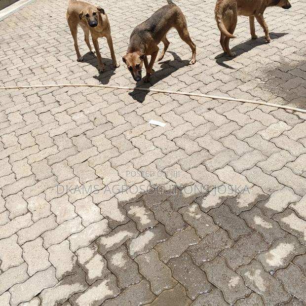 3-6 months Male Mixed Breed Mutt