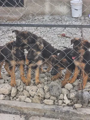 1-3 months Male Mixed Breed German Shepherd