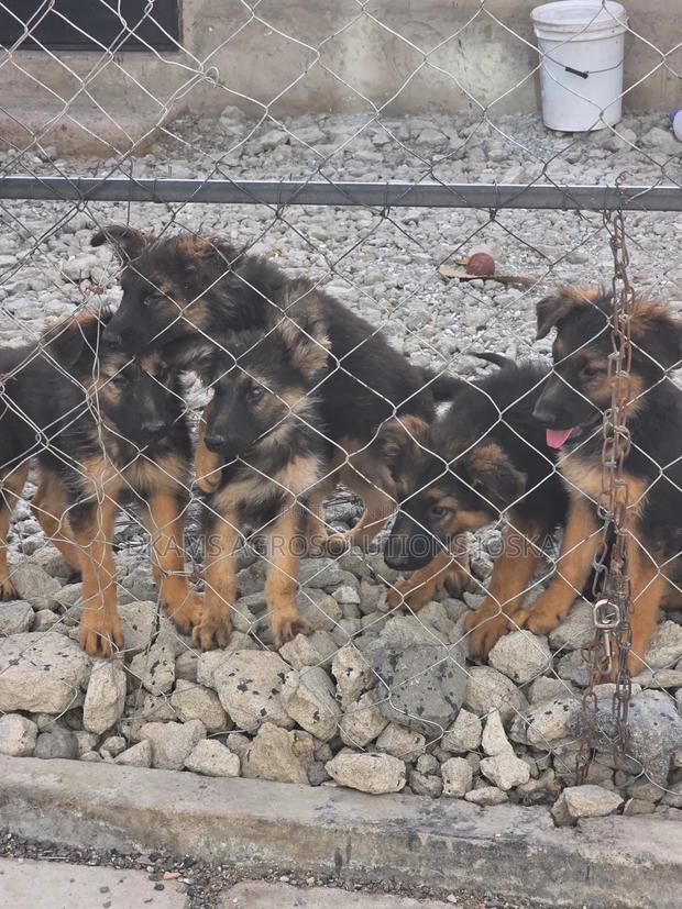 1-3 months Male Mixed Breed German Shepherd - main view