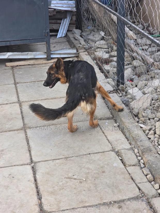 1-3 months Male Mixed Breed German Shepherd - thumbnail 2