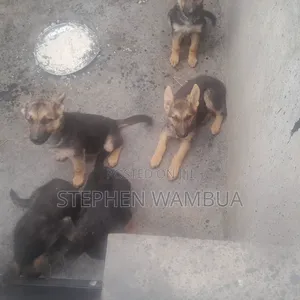 3-6 months Female Purebred German Shepherd