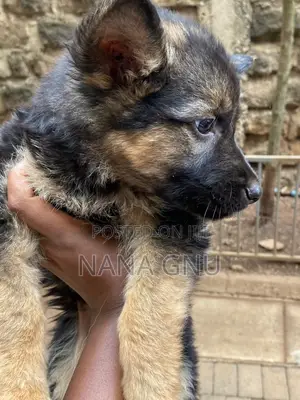 1-3 months Female Mixed Breed German Shepherd