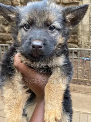 1-3 months Female Mixed Breed German Shepherd