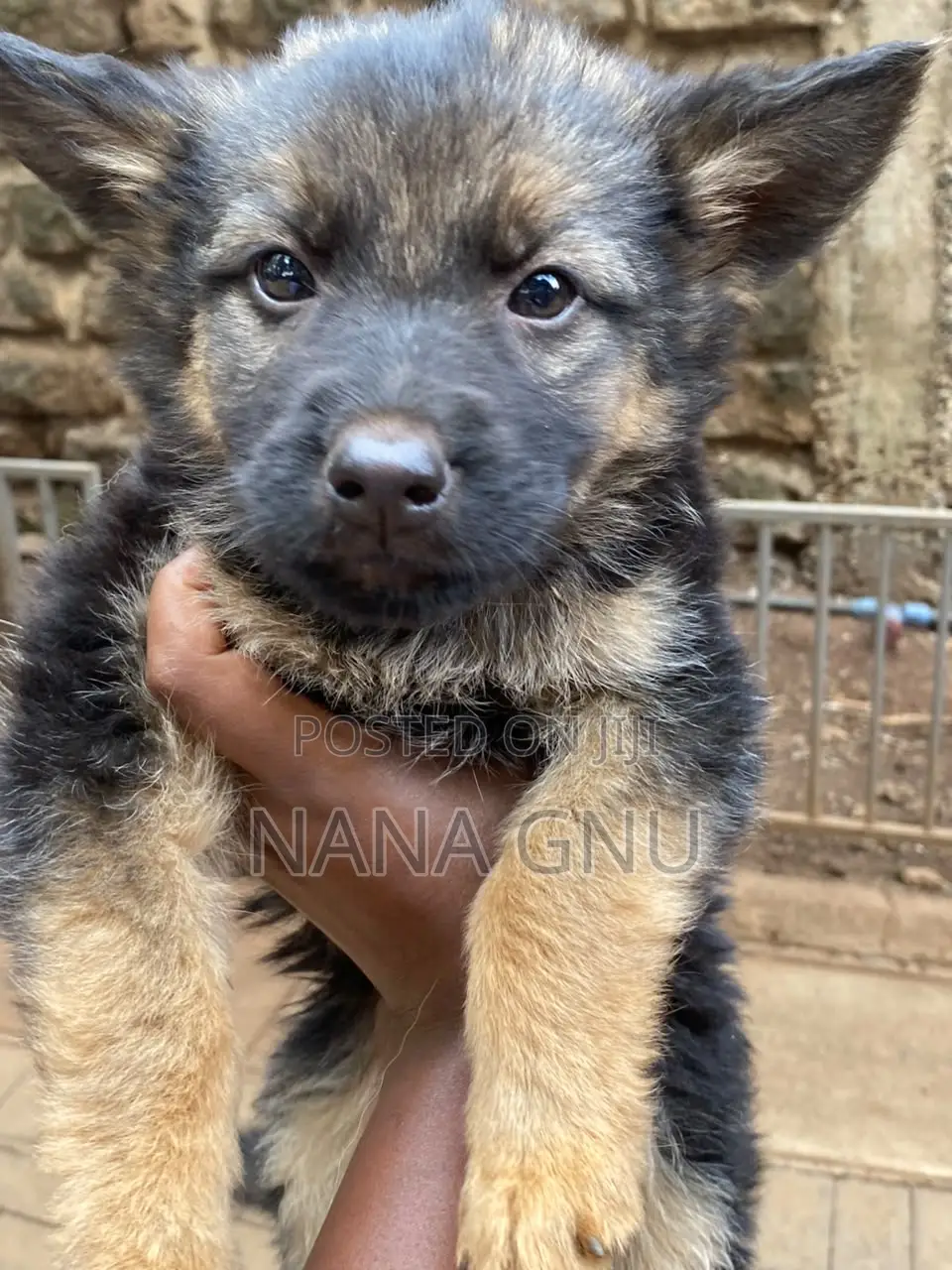 1-3 months Female Mixed Breed German Shepherd