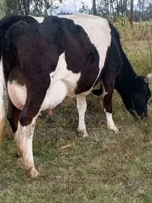 Dairy Farmhand Needed
