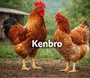 Kenbro Chicken Improve Kienyeji