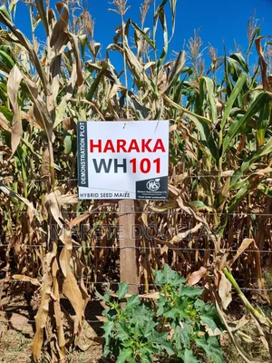 Quarter an Acre in Mitoone, Kiirua