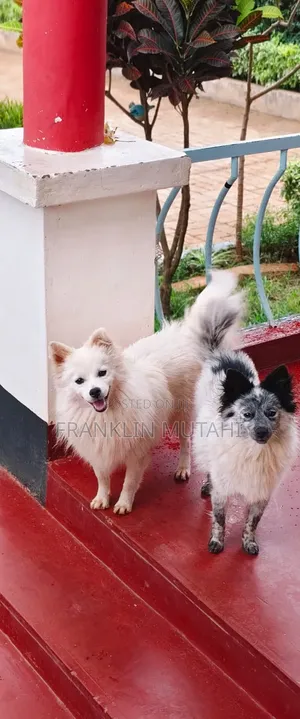 1-3 months Female Purebred Japanese Spitz