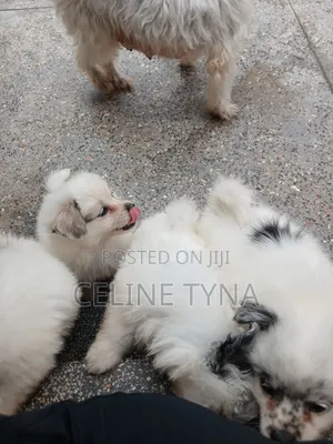 1-3 months Male Purebred Maltese