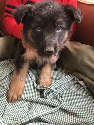 3-6 months Male Purebred German Shepherd