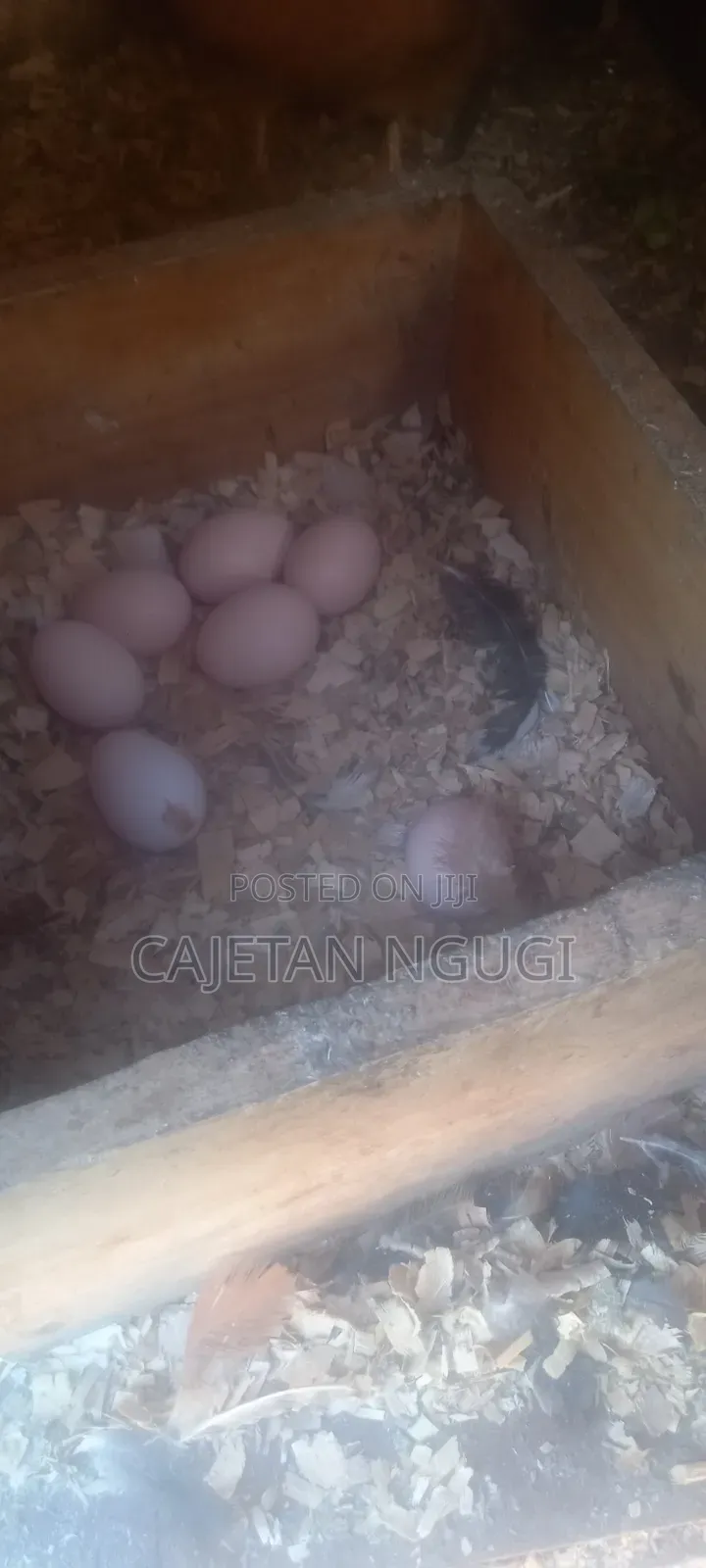 Pure Kienyeji Chicks