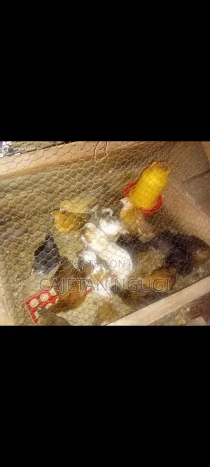 Pure Kienyeji Chicks