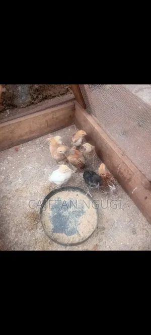 Pure Kienyeji Chicks