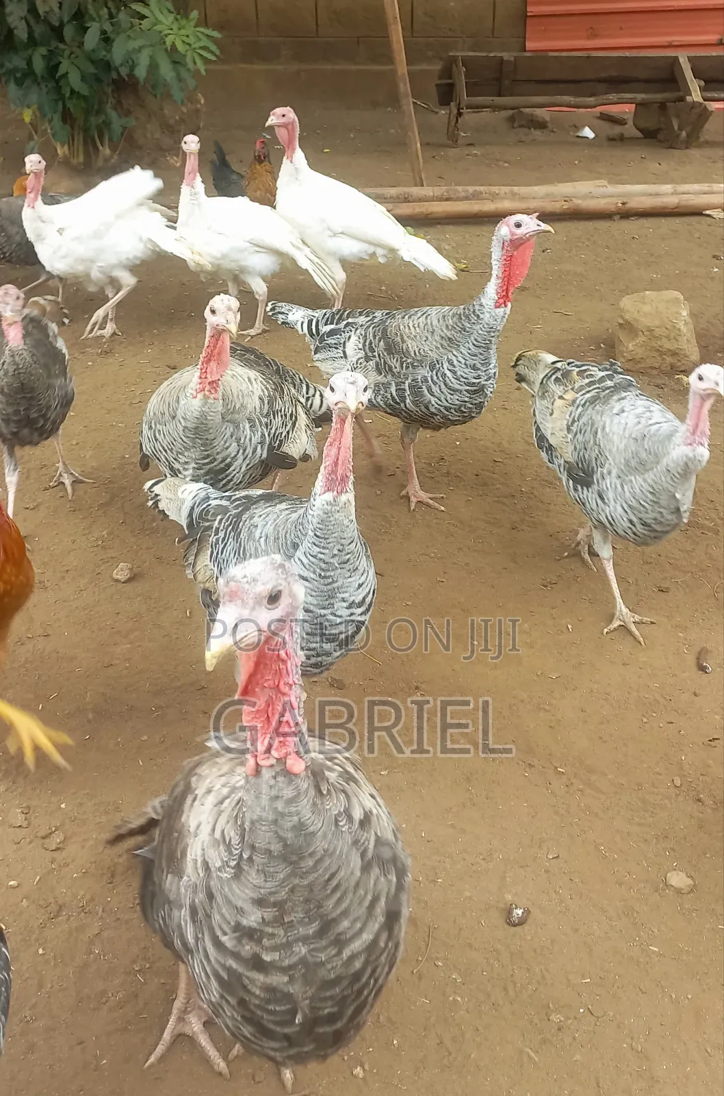 Selling Turkey