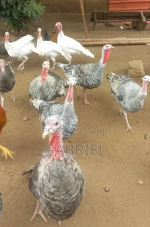 Selling Turkey