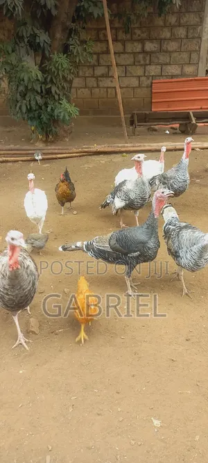 Selling Turkey