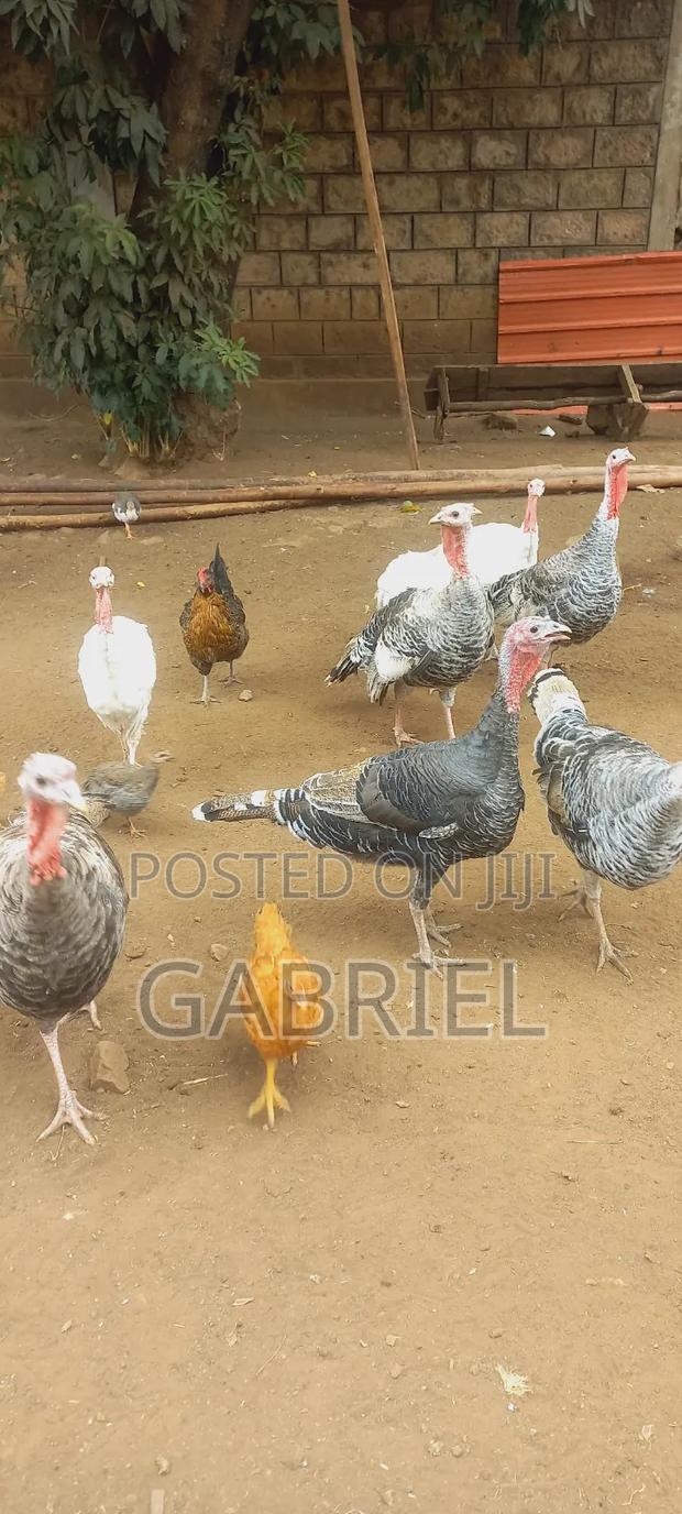 Selling Turkey - thumbnail 2