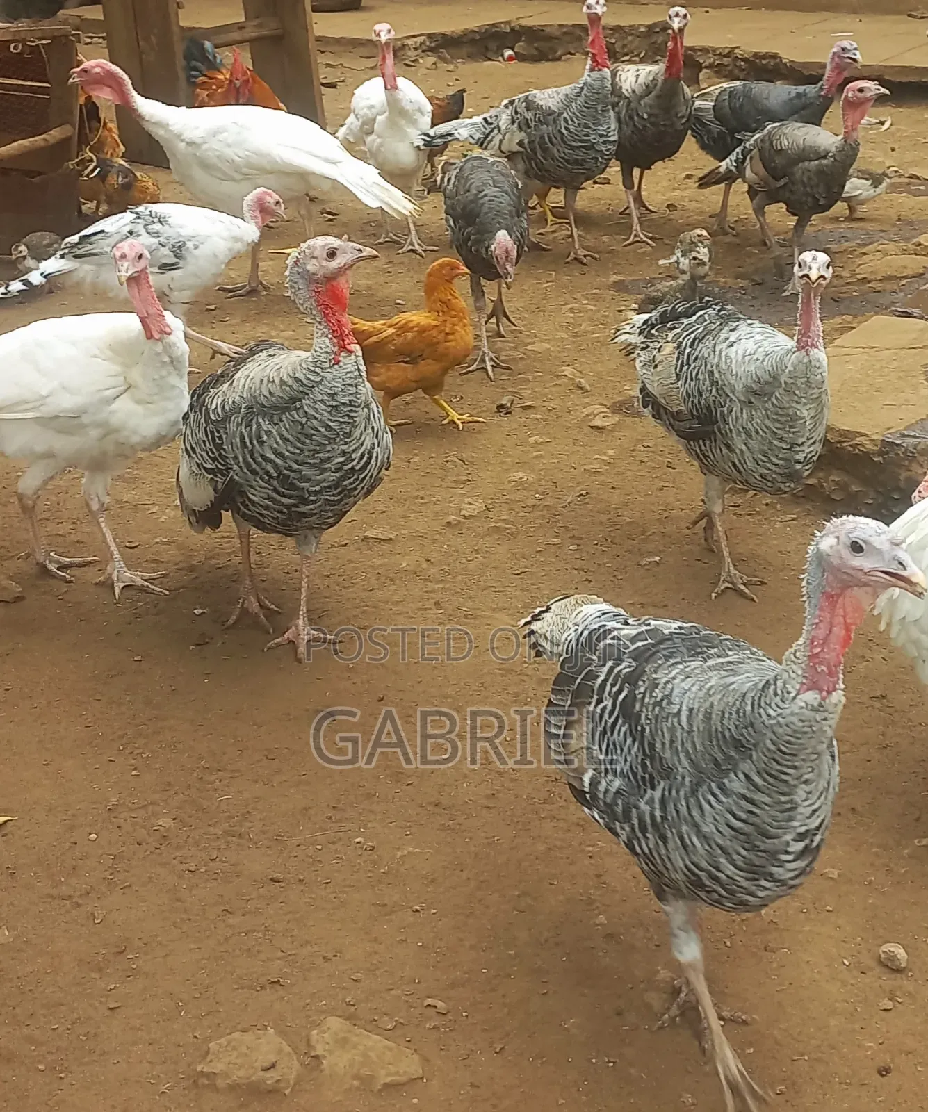 Selling Turkey