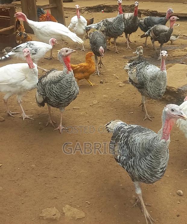Selling Turkey - thumbnail 3