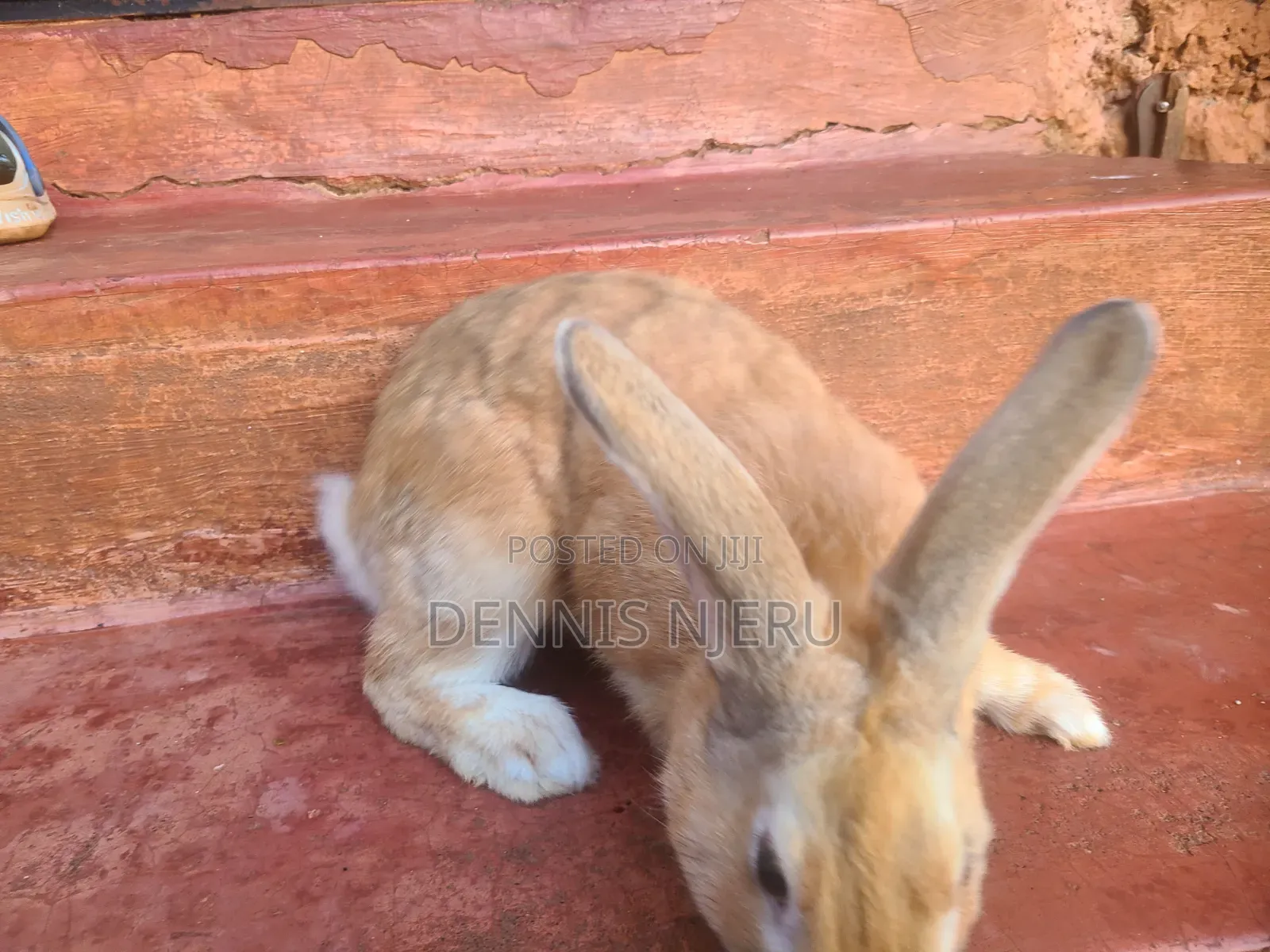 Flemish Giant Rabbit