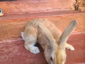 Flemish Giant Rabbit