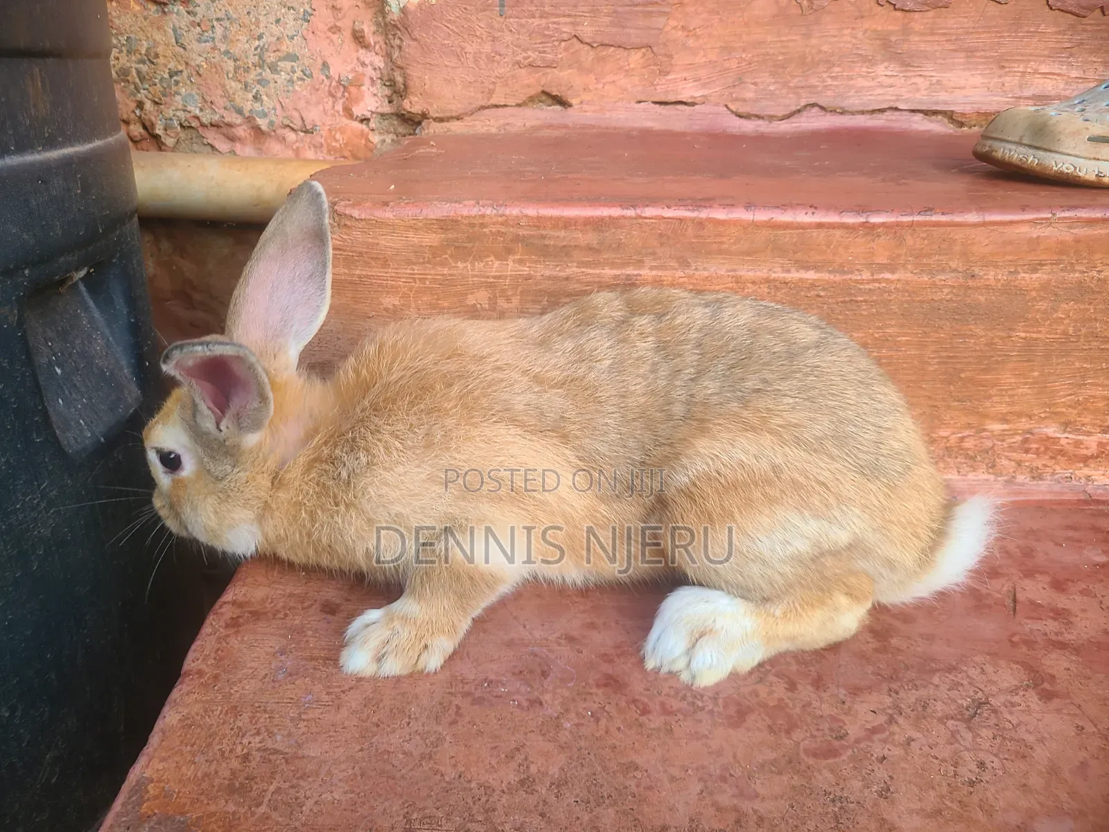 Flemish Giant Rabbit