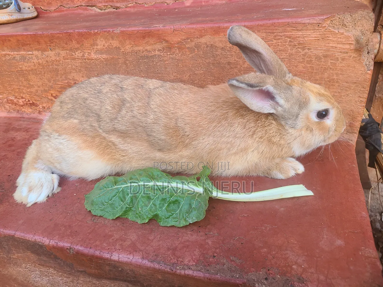Flemish Giant Rabbit