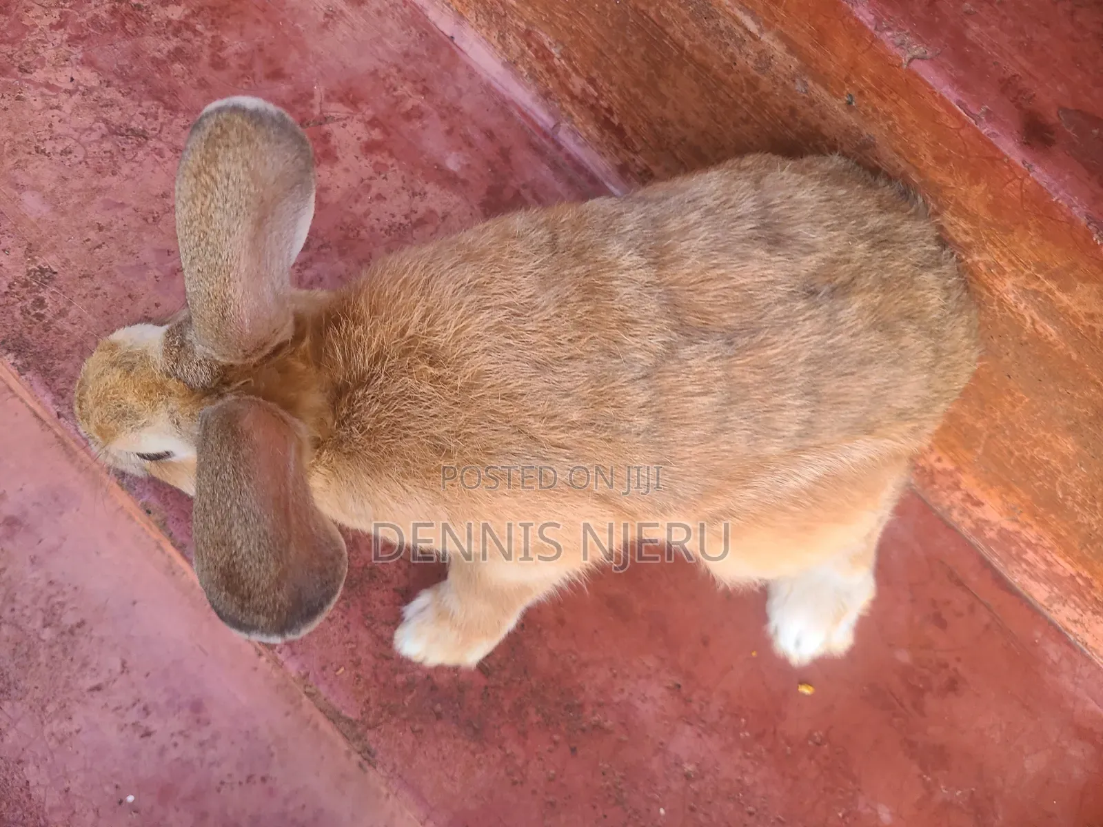 Flemish Giant Rabbit