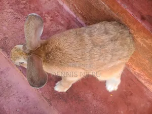 Flemish Giant Rabbit