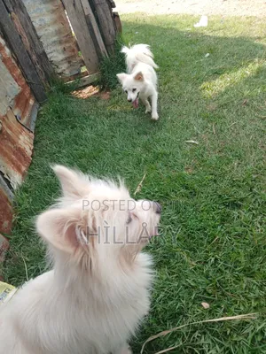 1+ year Male Purebred Chihuahua