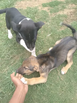 1-3 months Male Mixed Breed German Shepherd